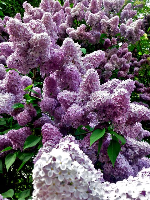 Syringa vulgaris (Lilas) - Floraison