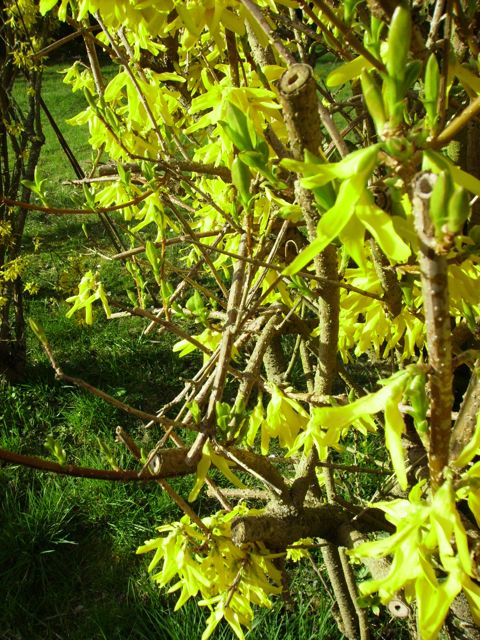 Forsythia - Rameaux