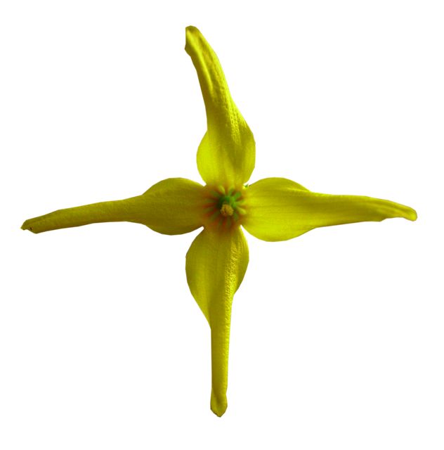 Forsythia - Fleur de face