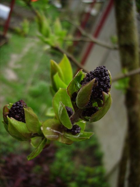 Syringa vulgaris (Lilas) - Eclosion