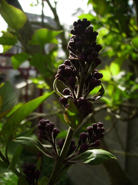 Syringa vulgaris (Lilas) - Boutons