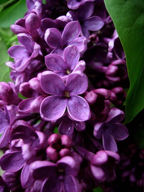 Syringa vulgaris (Lilas) - Fleur parme