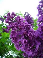 Syringa vulgaris (Lilas) - Inflorescence parme