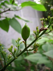 Syringa vulgaris (Lilas) - Fruit