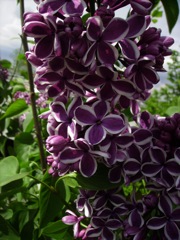 Syringa vulgaris (Lilas) 'Sensation'