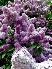 Syringa vulgaris (Lilas) - Floraison