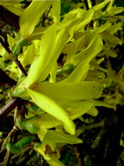 Forsythia - Fleur de profil