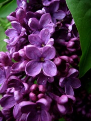 Syringa vulgaris (Lilas) - Fleur parme