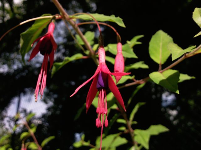 Fushia - Dessous