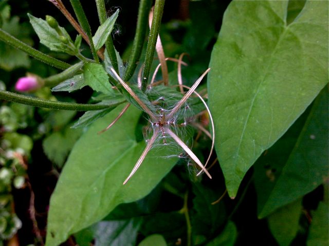 Epilobium angustifolium (Epilobe en épis) - Ouverture d'une capsule