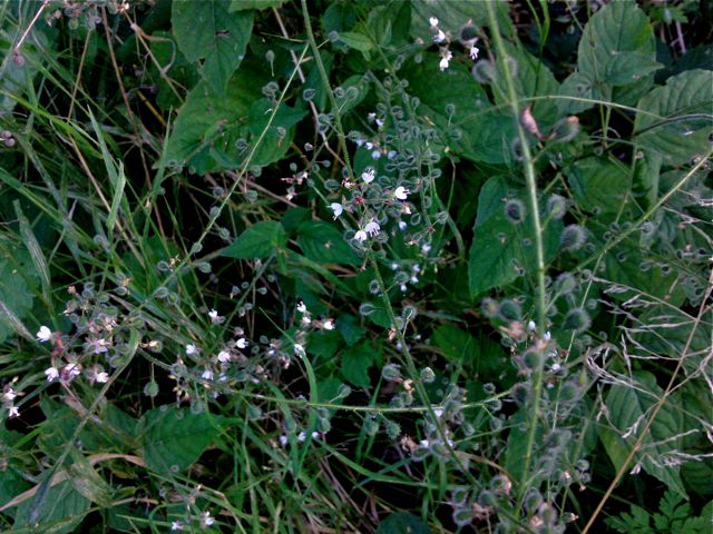 Circaea lutetiana L. (Circée de Paris) - Sous bois