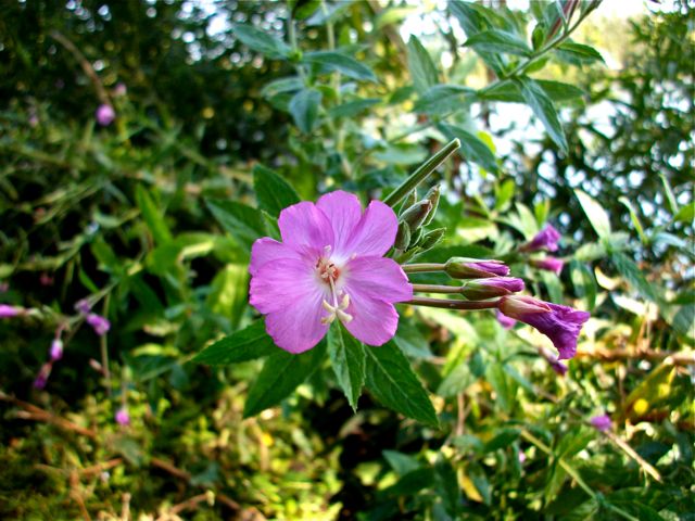 Epilobium angustifolium (Epilobe en épis) - Pistil