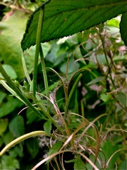 Epilobium angustifolium (Epilobe en épis) - Graines