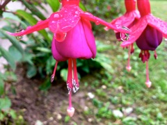 Fushia - Profil