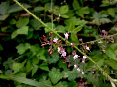 Circaea lutetiana L. (Circée de Paris) - Fleurs