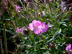 Epilobium angustifolium (Epilobe en épis) - Fructification