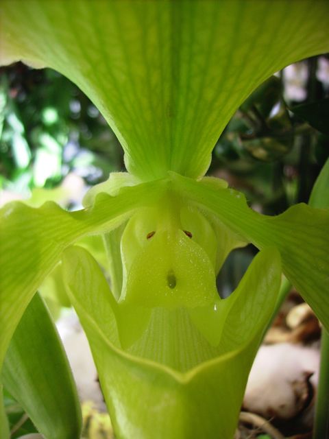 Paphiopedilum - Vert