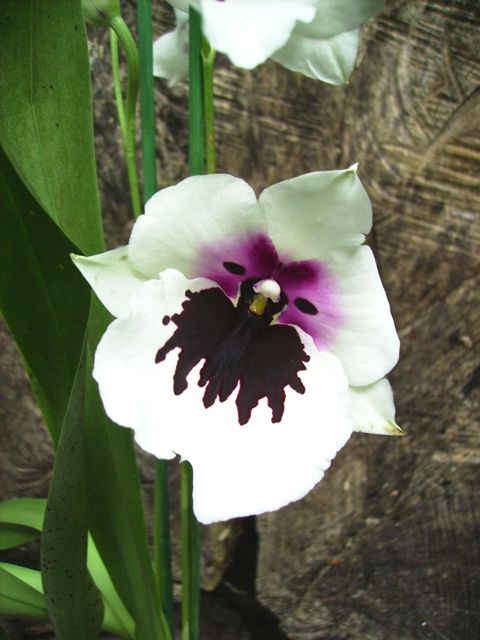 Miltonia - Blanc et fushia sombre