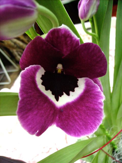 Miltonia - Pourpre