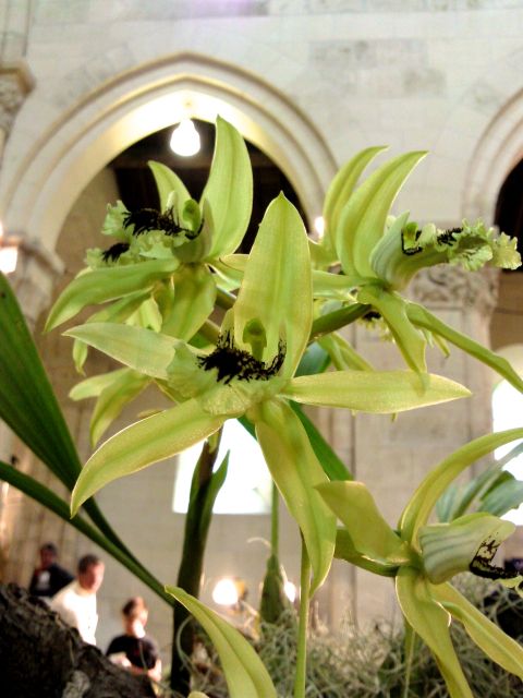 Coelogyne pandurata (Orchidée noire)