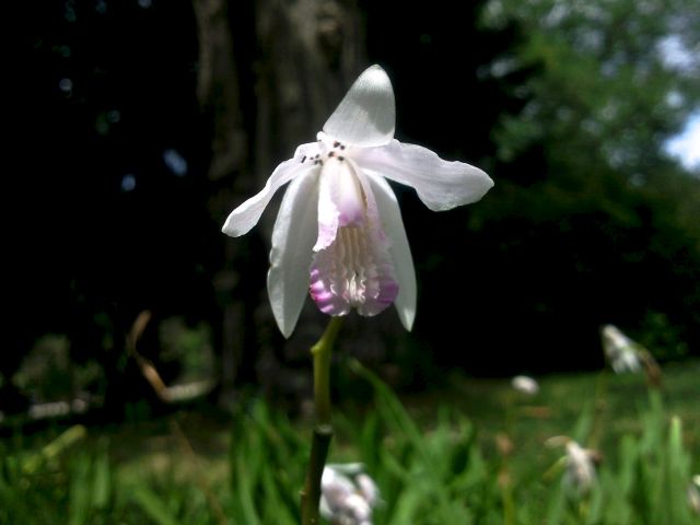 Bletilla Striata - Blanche et rose