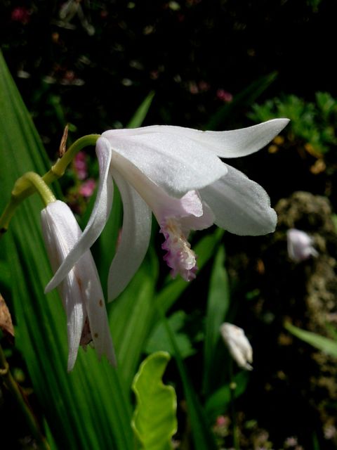 Bletilla Striata