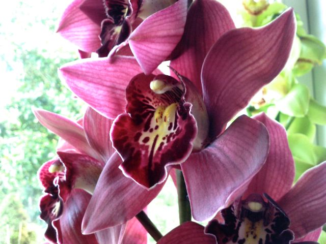 Cymbidium - Rose sombre