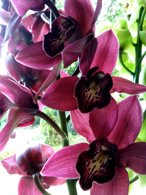 Cymbidium - Hampes