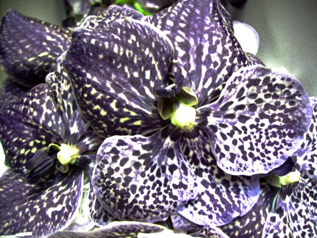 Vanda Black Magic