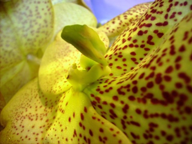 Vanda Yellow Magic