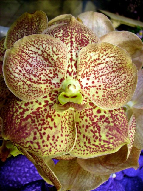 Vanda - Crème maculé rouge