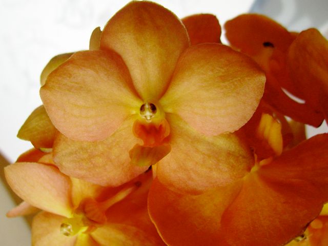 Vanda - Orange