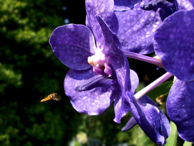 Vanda et Syrphe