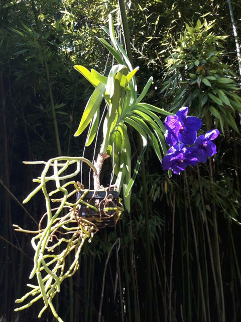 Vanda en panier