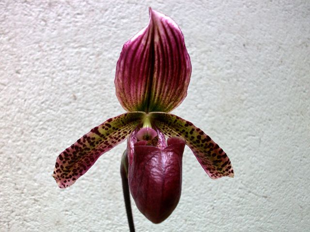 Paphiopedilum maudiae