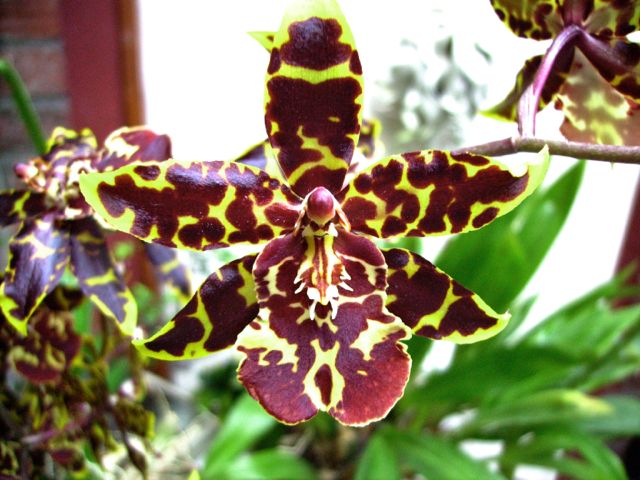 Ondotoglossum