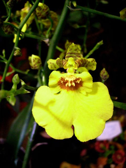 Oncidium - Jaune tigré brun