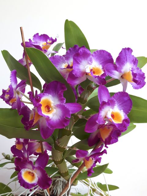 Dendrobium nobile 'Comet King Akatsuki'