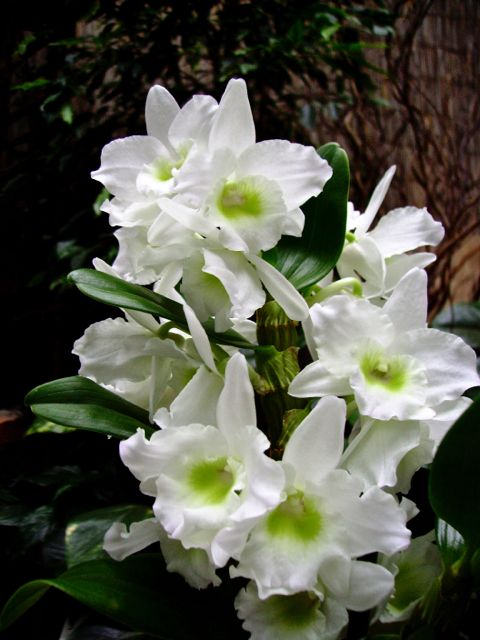 Dendrobium - Blanc