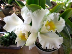 Cattleya - Blanc en pot