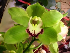 Cymbidium - Vert labelle blanc et rouge