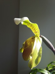 Paphiopedilum insigne - profil