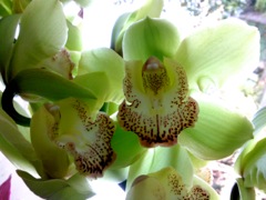 Cymbidium - Vert