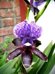 Zygopetalum