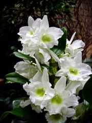 Dendrobium - Blanc