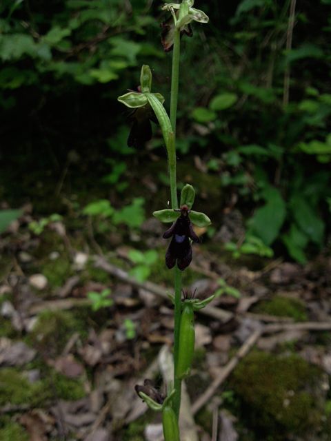 Ophrys insectifera (Ophrys mouche)