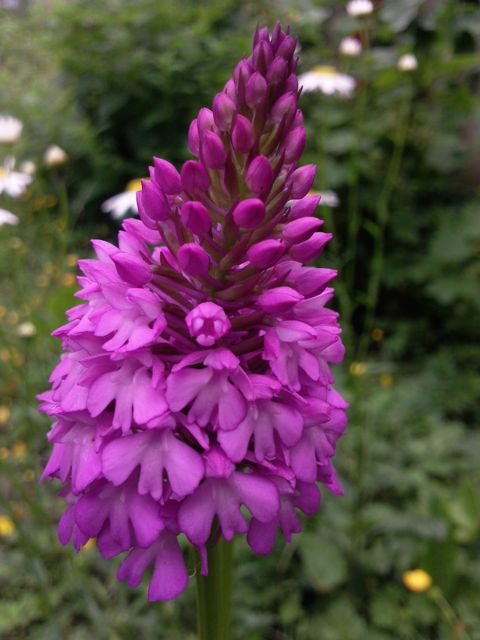 Anacamptis pyramidalis (Orchis Pyramidal) - Pointe