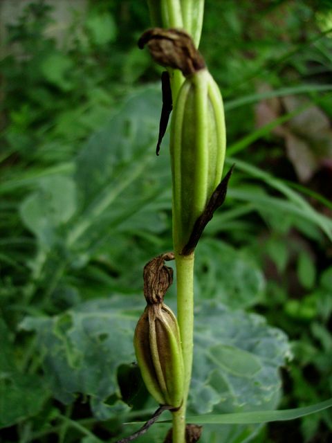 Ophrys apifera (Ophrys Abeille) - Capsules