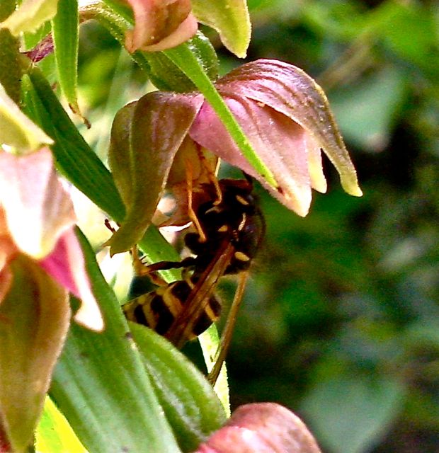 Epipactis  helleborine (Epipactis  à larges feuilles) -  Profil