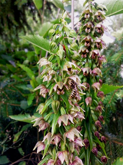 Epipactis  helleborine (Epipactis à larges feuilles) - Groupe